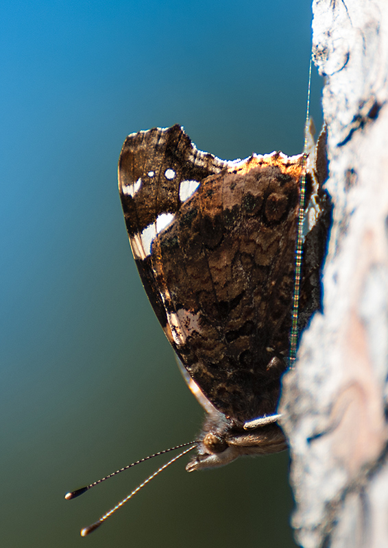 Vanessa atalanta. Femmina?  S